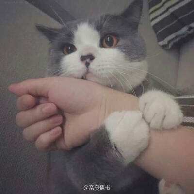 365官网足球正式版